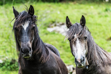 Dos caballos y una misma postura