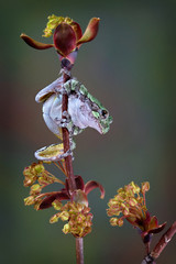 Grey tree frog on spring branch