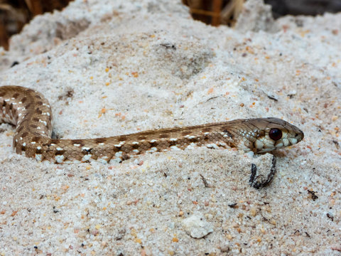 Mole Snake Images Browse 119 Stock Photos Vectors And Video Adobe Stock Mole Snake Images Browse 119 Stock Photos Vectors And Video Adobe Stock