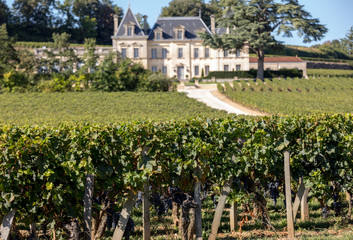 Fototapeta na wymiar Vineyard of Chateau Fonplegade - name (literally fountain of plenty) was derived from the historic 13th century stone fountain that graces the estate's vineyard. St Emilion, France
