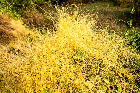 Background pattern of yellow dodder which is edible herbal plant growing abundantly on the ground. 