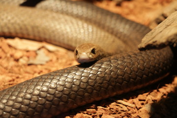 Eastern Brown Snake in Australia - stock photo