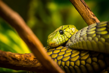 Green Mamba