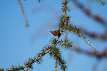 Close up of isolated branch of larch tree (Larix decidua) with green needles and single brown cone against blue sky - Viersen, Germany