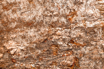 Rough texture of brown tree bark as abstract background.
