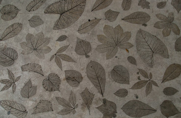 Leaf detail was stamped on the concrete surface floor