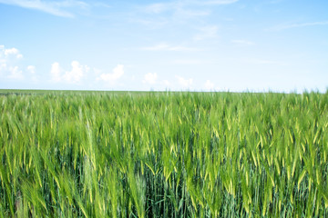 green field of young wheat sprouts, to the horrizon