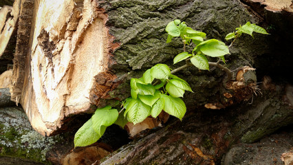 Arbre - Ecorce - Gros plan