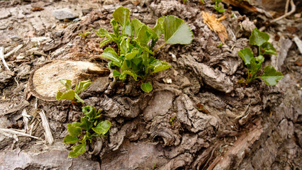 Arbre - Ecorce - Gros plan