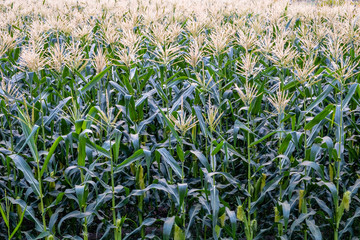 Background of corn field in bloom in rural area of Chiang Mai, Thailand.