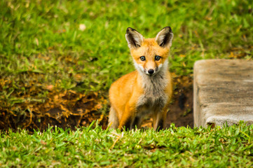 Fox Cub