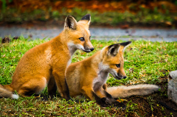 Fox Cubs