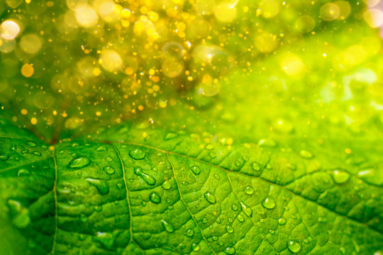 Fresh Green Leaf With Rain Water Drops Close Up Macro For Natural Background