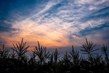Silhouette of corn field in bloom against blue cloudy sky with orange light during sunset.
