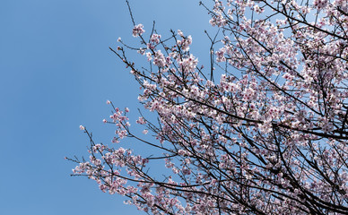 Cherry blossoms tree in the sky