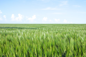 green field of young wheat sprouts, to the horrizon