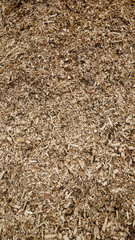 Ecorce de bois - Gros plan