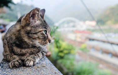cute street cat closeup view