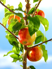 Apfel am Baum