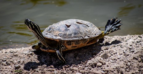 Fototapeta premium Drying Out