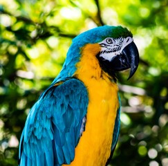 Pretty Bird
