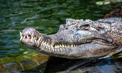 Hungry Croc
