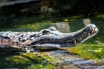 Hungry Croc