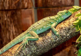 Green Lizard