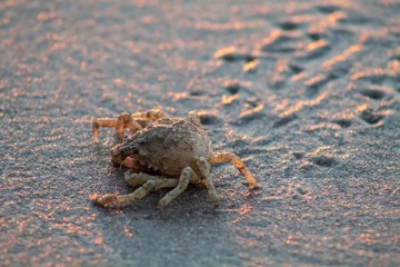 Little Crab