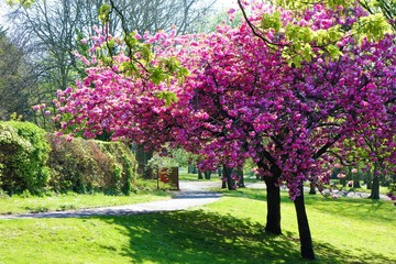 Fototapeta na wymiar cherry tree in the park