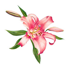 Beautiful pink lily. Bouquet of flowers. Floral print. Marker drawing. Watercolor painting. Wedding and birthday festive composition. Greeting card. Flower painted background. Hand drawn illustration.