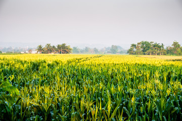 Landscape of yellow corn field in bloom in the countryside on a foggy day.