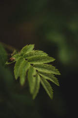 macro photography forest plants background