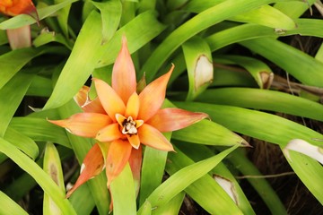 Bromeliad flower in the garden with nature