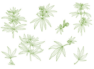 Decorative set of green branch of big hemp and leaves