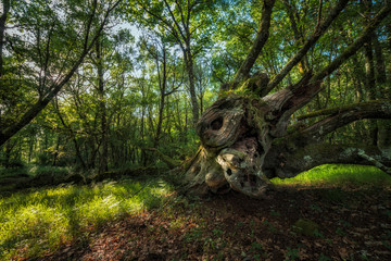 old fallen oak in a beautiful forest