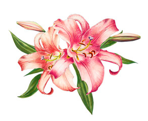 Beautiful pink lily. Bouquet of flowers. Floral print. Marker drawing. Watercolor painting. Wedding and birthday festive composition. Greeting card. Flower painted background. Hand drawn illustration. - 269237364