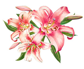 Beautiful pink lily. Bouquet of flowers. Floral print. Marker drawing. Watercolor painting. Wedding and birthday festive composition. Greeting card. Flower painted background. Hand drawn illustration.