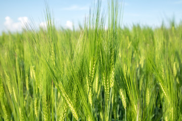 green field of young wheat sprouts, close-up view