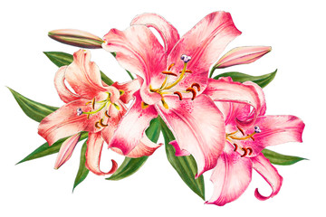 Fototapeta premium Beautiful pink lily. Bouquet of flowers. Floral print. Marker drawing. Watercolor painting. Wedding and birthday festive composition. Greeting card. Flower painted background. Hand drawn illustration.