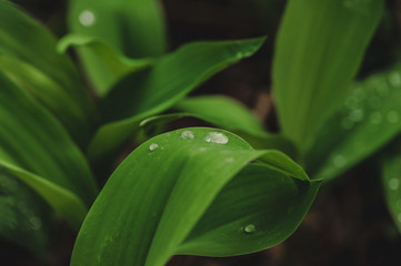 Obraz premium macro photography forest plants background