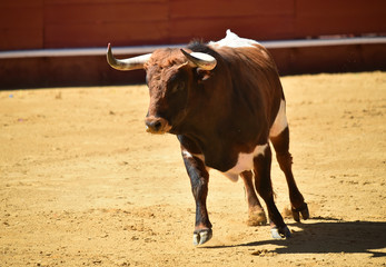 toro español