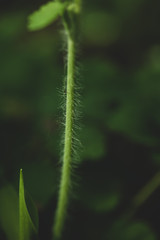 macro photography forest plants background