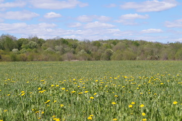  A field with yellow dandelions, green grass and a blue sky with white clouds above it.