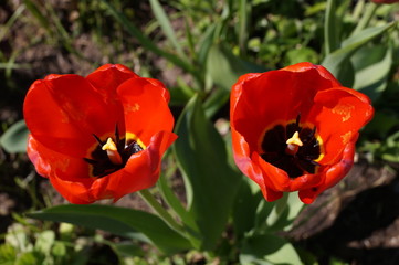 Fototapeta premium Red tulips close-up.
