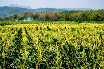Landscape of corn field in bloom in the countryside of Chiang Mai, Thailand.