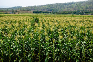 Fototapeta na wymiar Landscape of corn field in bloom in the countryside of Chiang Mai, Thailand.