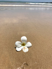 White plumeria on the shores of the Indian Ocean in Sri Lanka