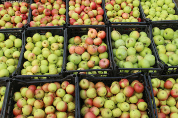 Crop of ripe green and red apples in boxes