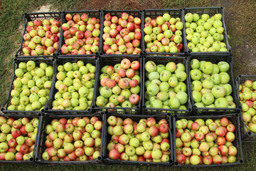 Crop of ripe green and red apples in boxes